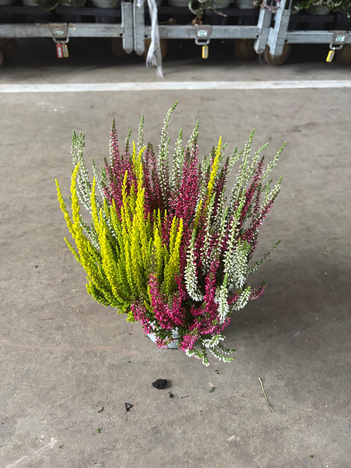 Calluna Garden Girls trio 30cm 14cm Pot