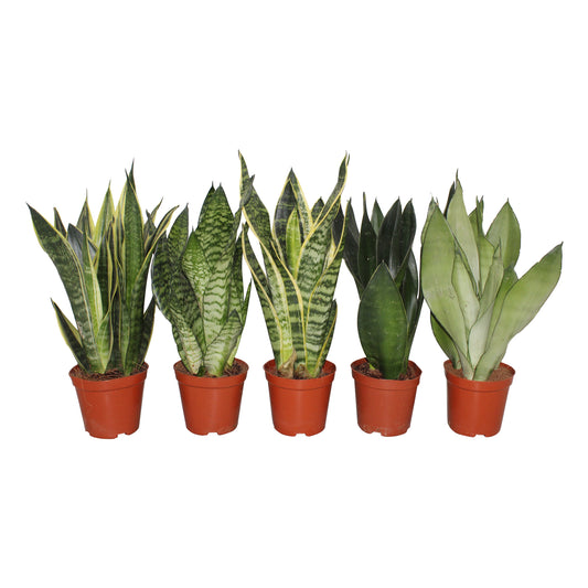 Sansevieria mix 30cm 14cm Pot