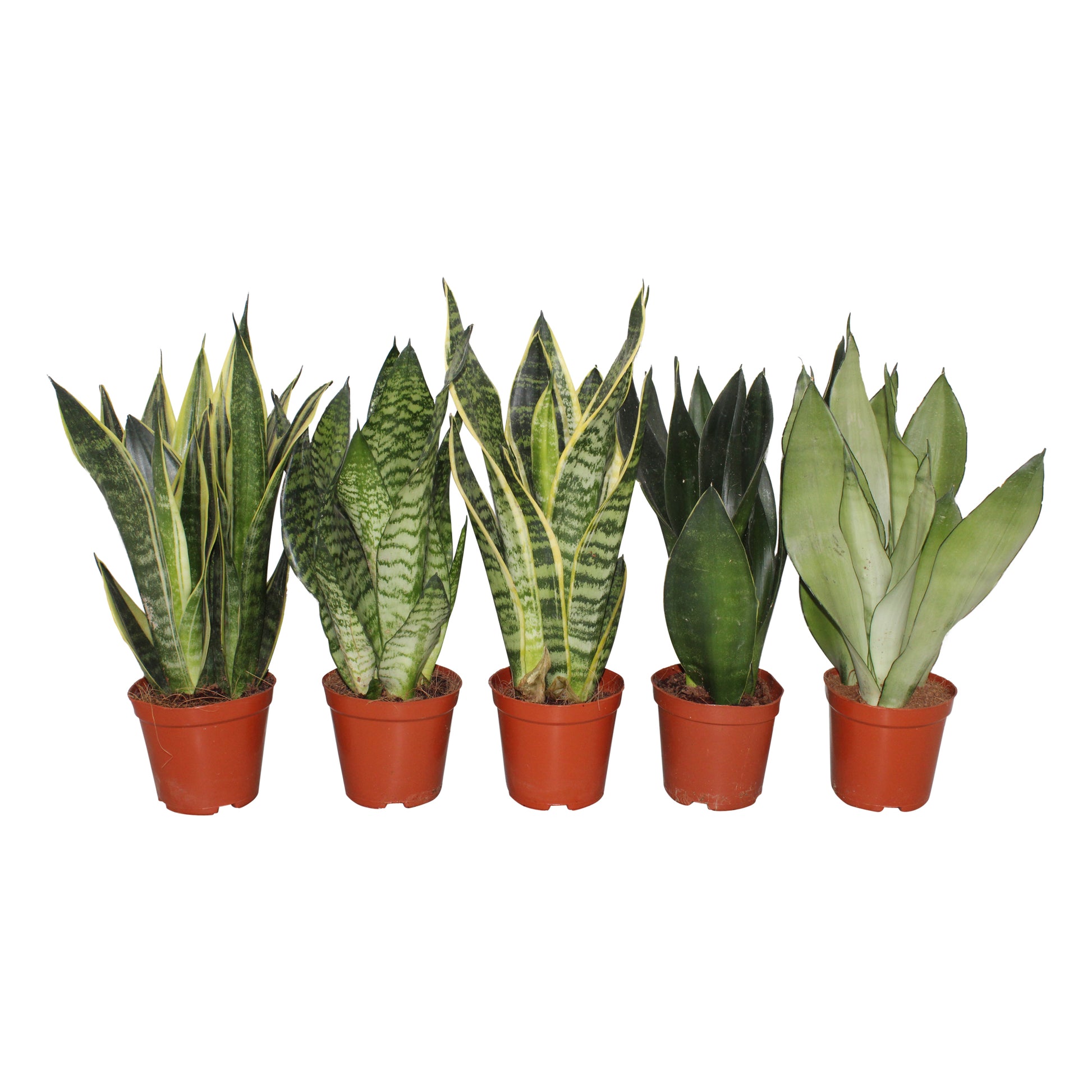 Sansevieria mix 30cm 14cm Pot