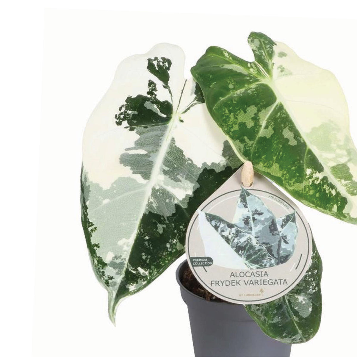 Desk & Shelf Plants