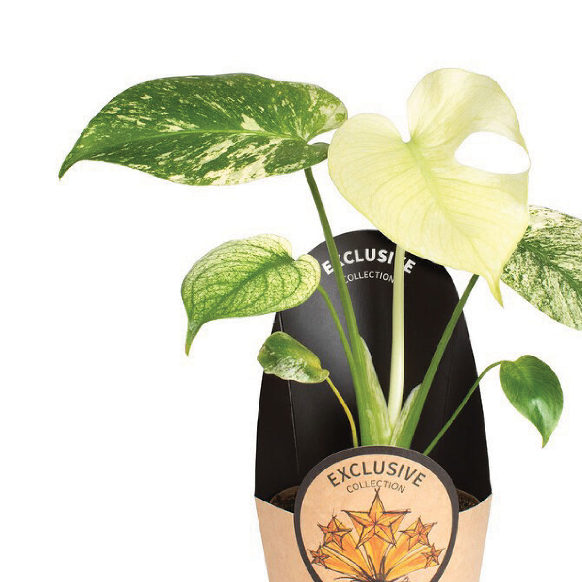 Stock popular indoor plants across a broad mix of species, sizes and price points for your houseplant department.