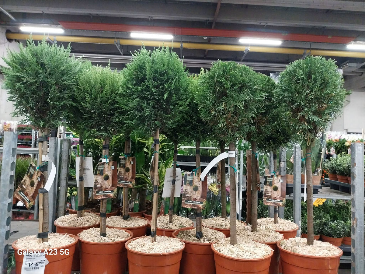 Conifer mix 95cm 26cm Pot