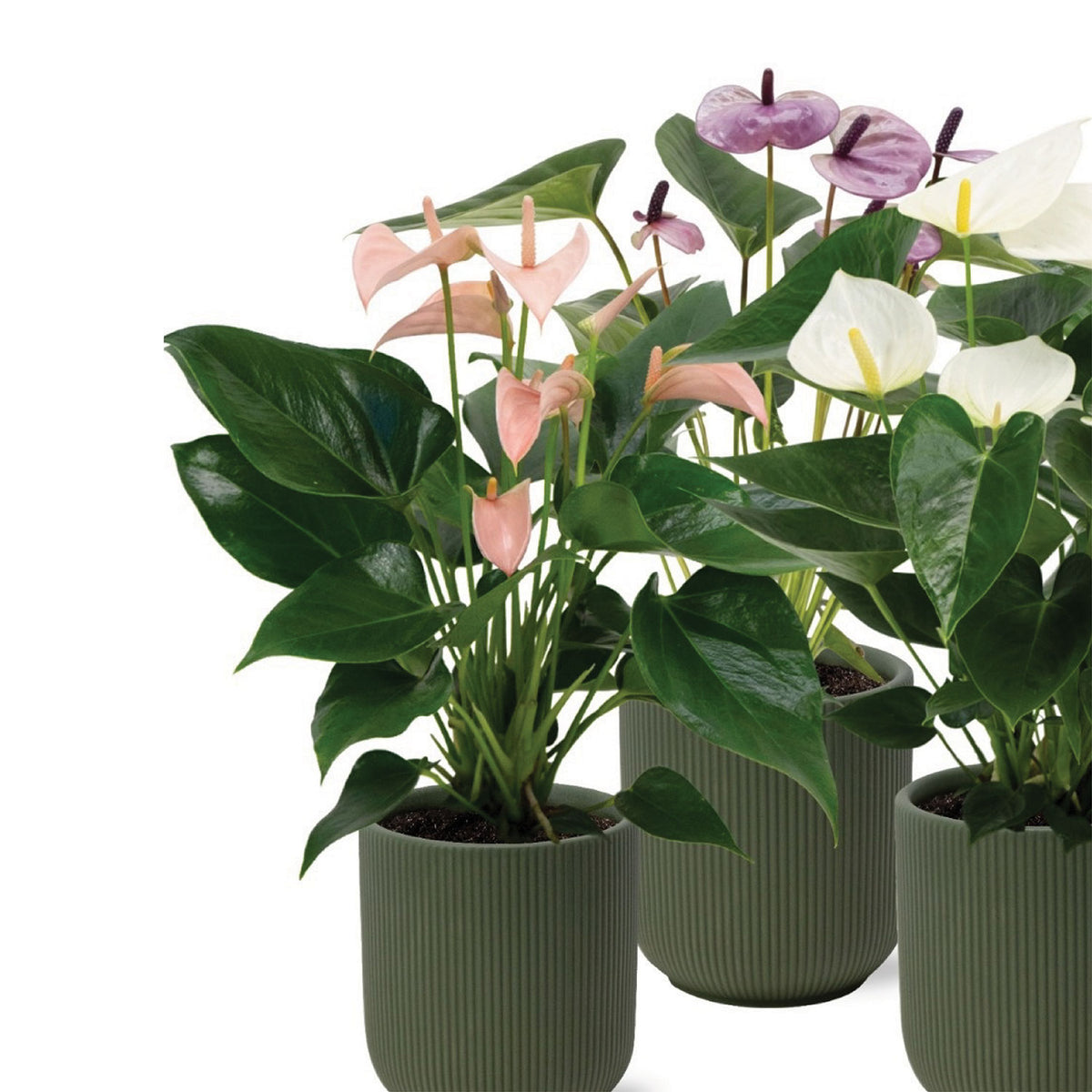 Large & Statement Plants