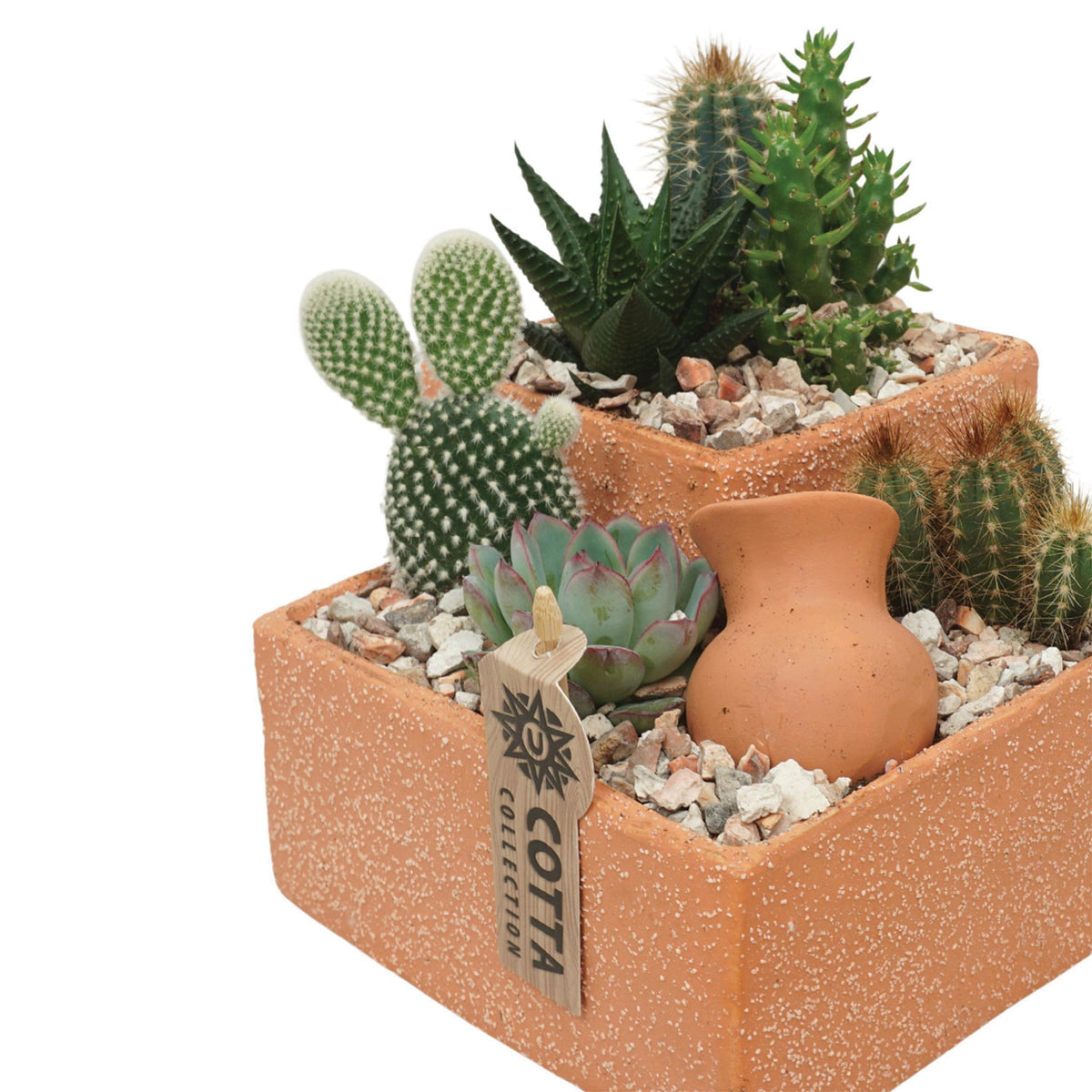 Wholesale cacti and succulents