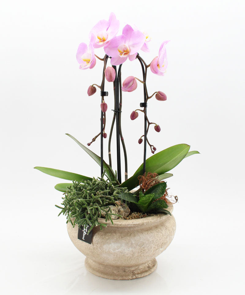 Wholesale orchids supplied to UK plant retailers