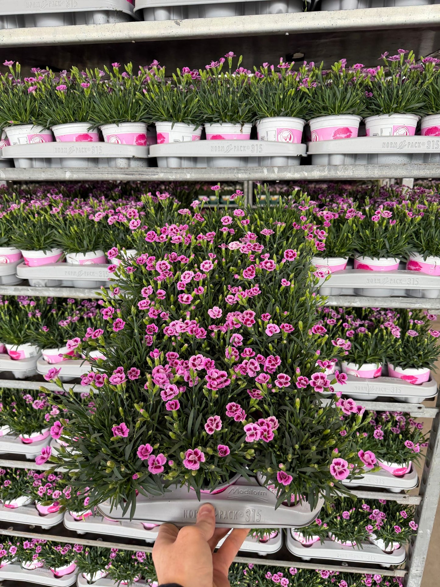 Dianthus Pink Kisses 25cm 10.5cm Pot
