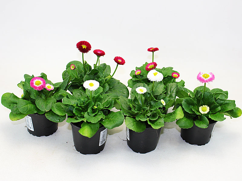 Bellis perennis mix 30cm 19cm Pot