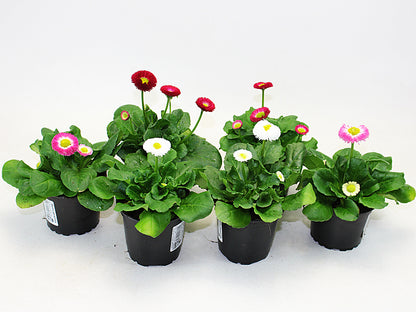 Bellis perennis mix 30cm 19cm Pot