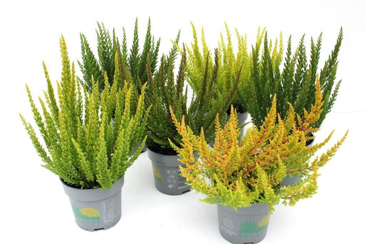 Calluna B-L Skyline 25cm 11cm Pot
