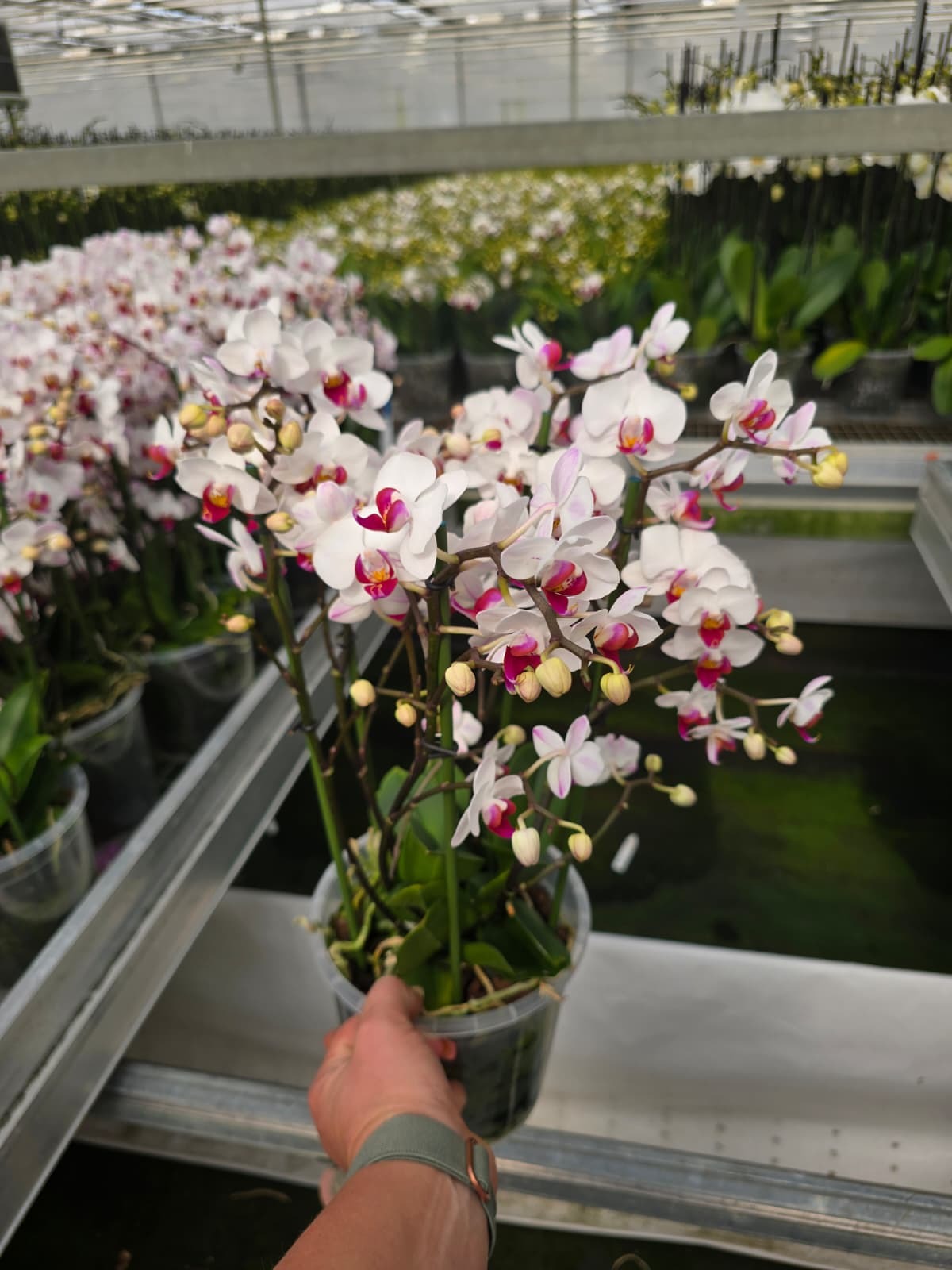 Phalaenopsis mf Safe Haven 50cm 17cm Pot