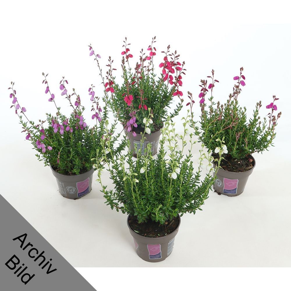 Daboecia cant. mix 25cm 11cm Pot