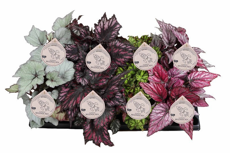 Wholesale baby plants for plant shops