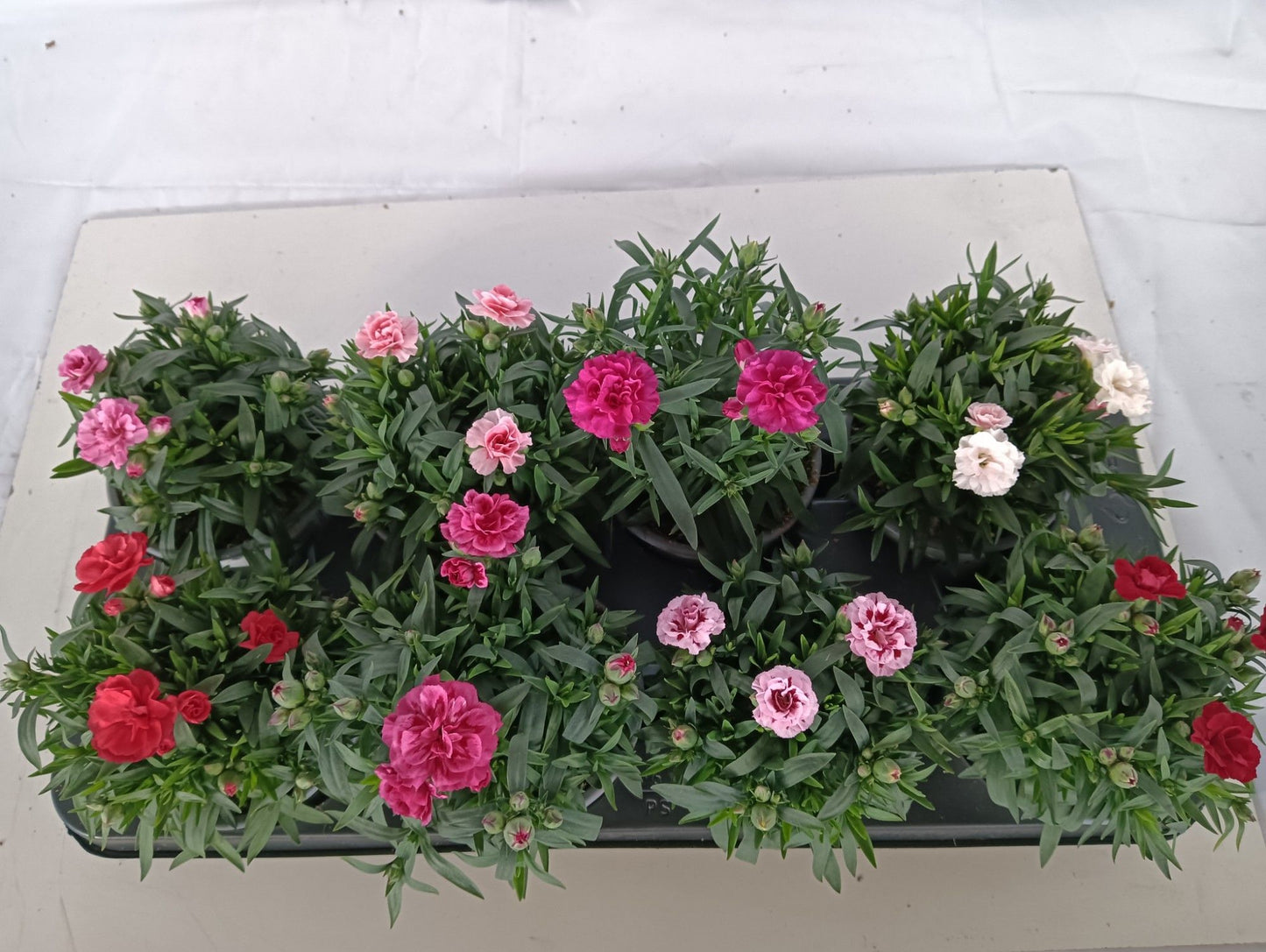 Dianthus Oscar mix 24cm 12cm Pot