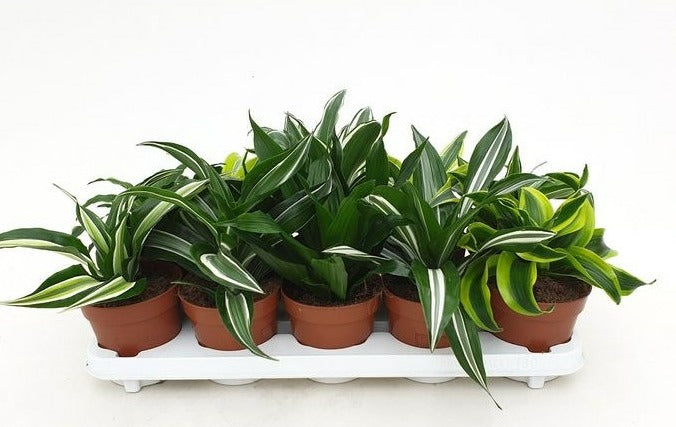 Duijn-Hove BV, kwekerij Dracaena mix Pack of 6