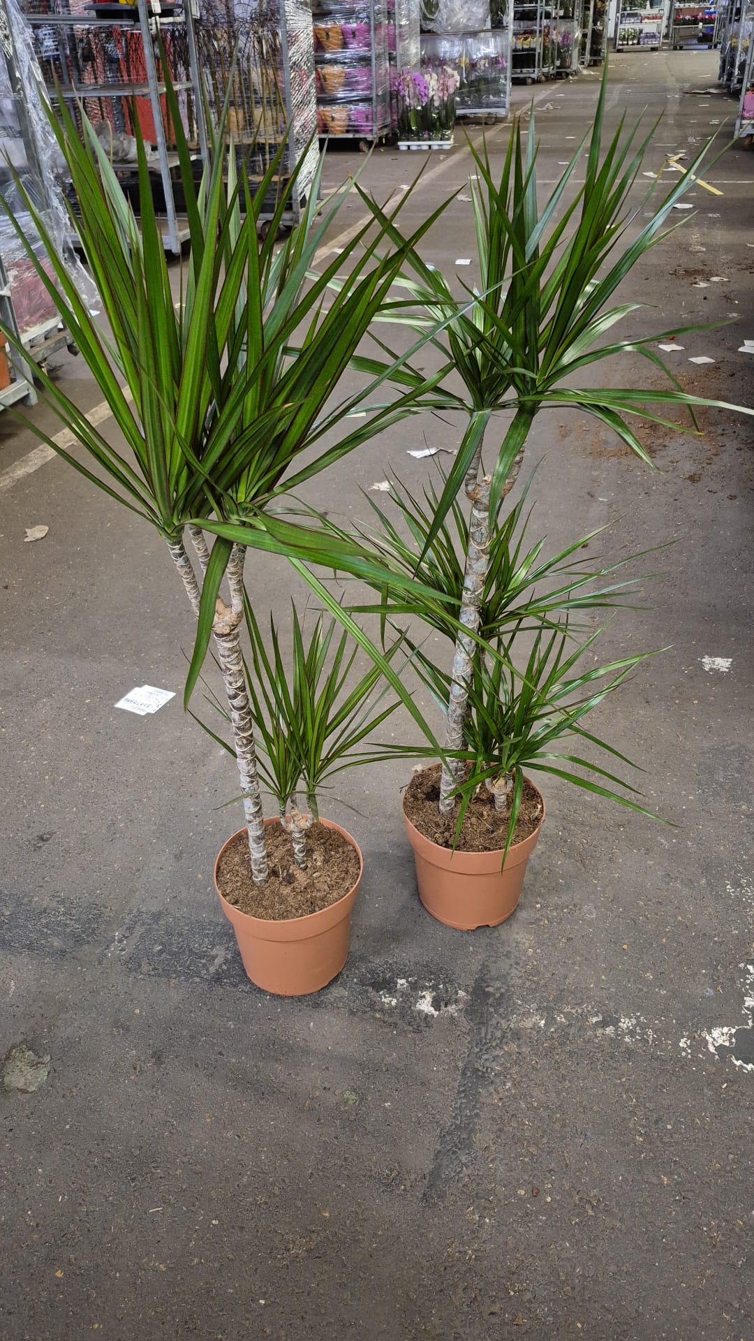 Dracaena marginata 110cm 21cm Pot