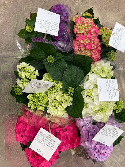 Hydrangea macrophylla mix 40cm 14cm Pot