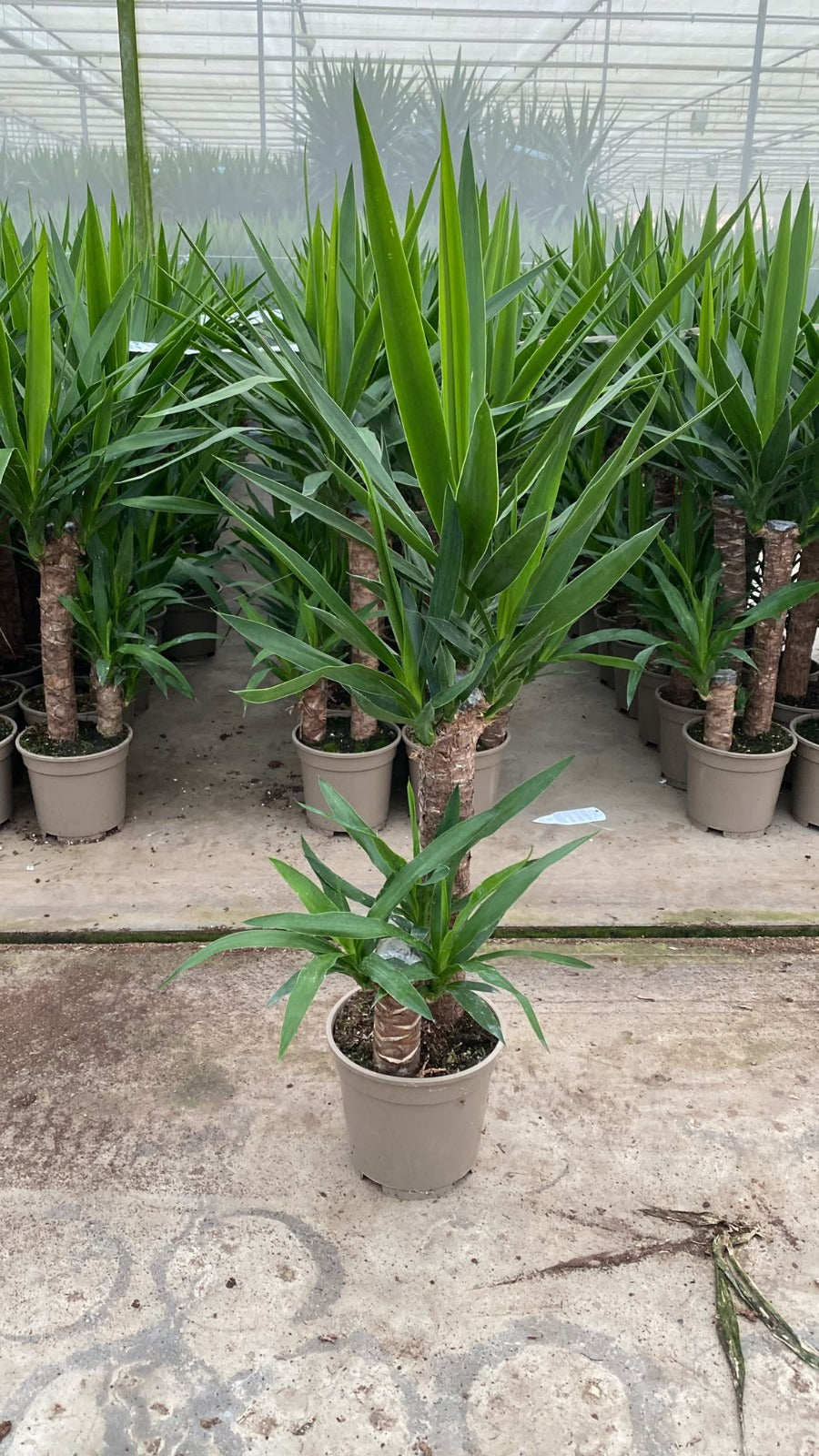 Yucca elephantipes 80cm 17cm Pot