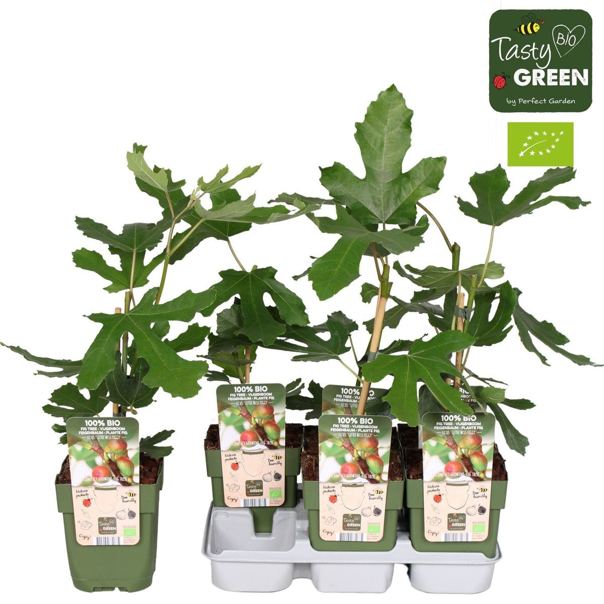 Ficus car. little miss figgy bio 30cm 13cm Pot