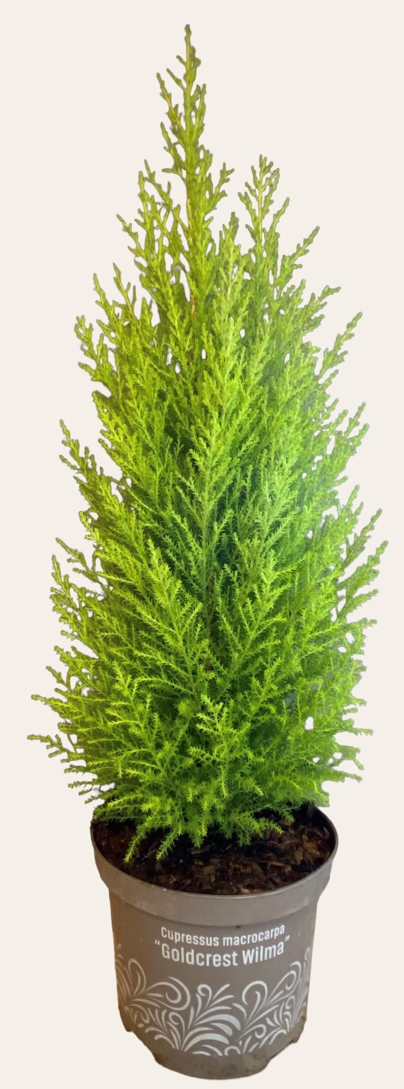 Cupressus Goldcrest Wilma pyramid 60cm 17cm Pot