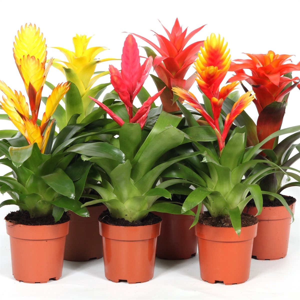 Rip Bromini BV Guzmania Pack of 12