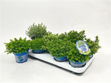Hebe mix 20cm 12cm Pot