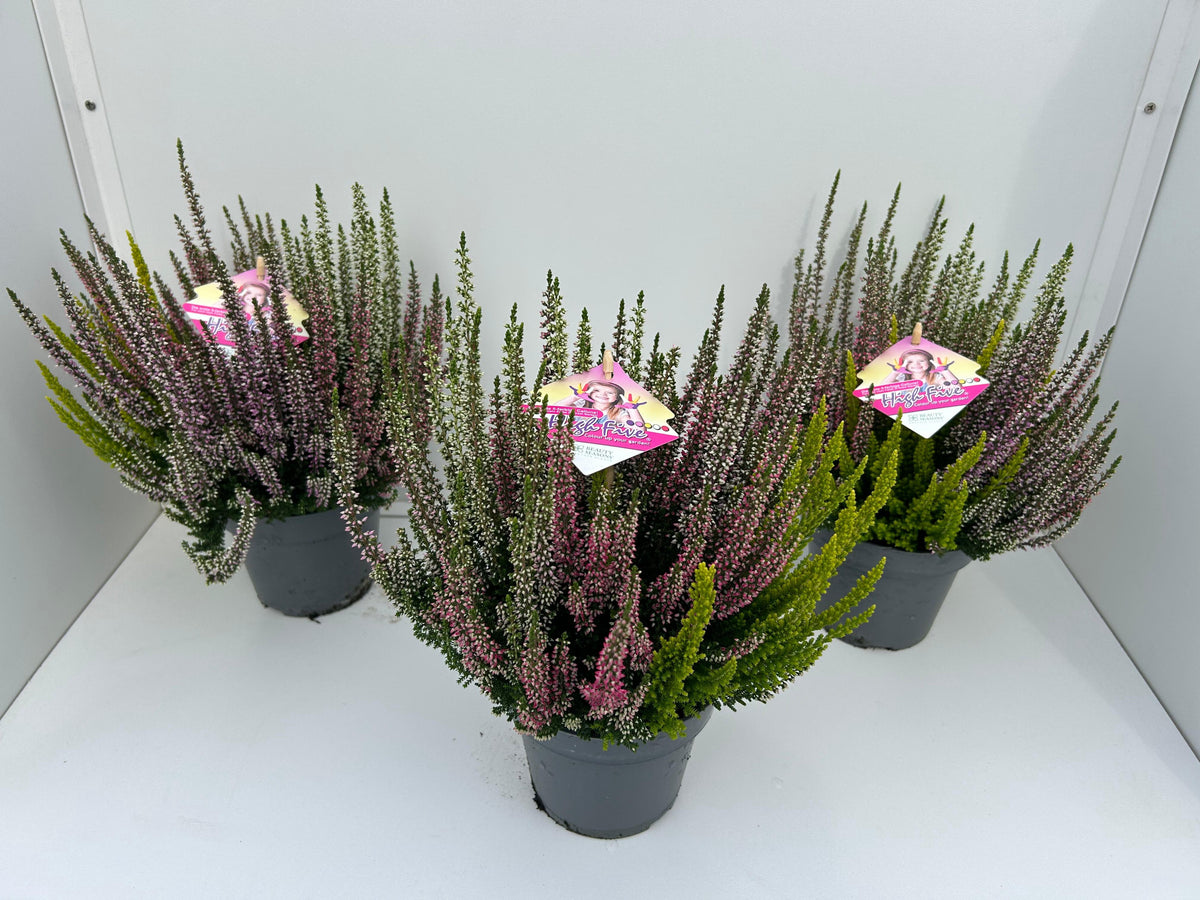 Calluna Beauty Ladies High Five 25cm 13cm Pot