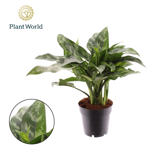 Aglaonema Maria 35cm 14cm Pot