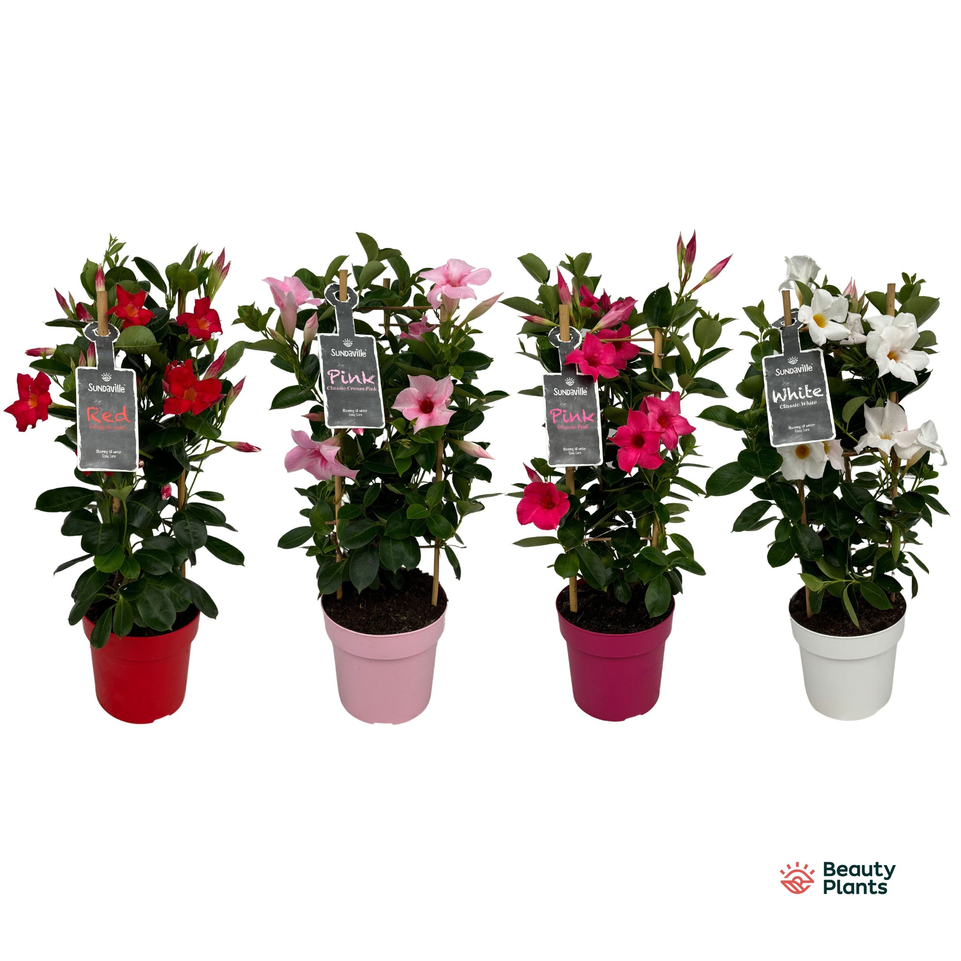 Mandevilla mix pyramid 55cm 17cm Pot