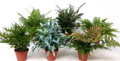 Plantworld Jogrow Varen Mix Pack of 20