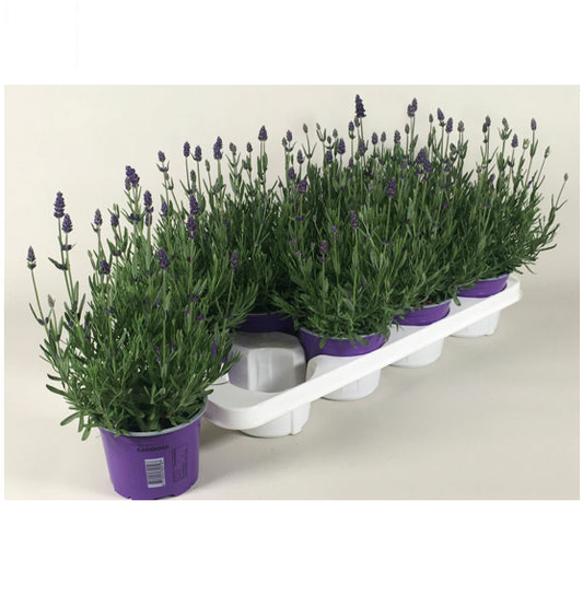 Kap-Tiegelaar. Kwekerij Lavender Essence Purple Pack of 8