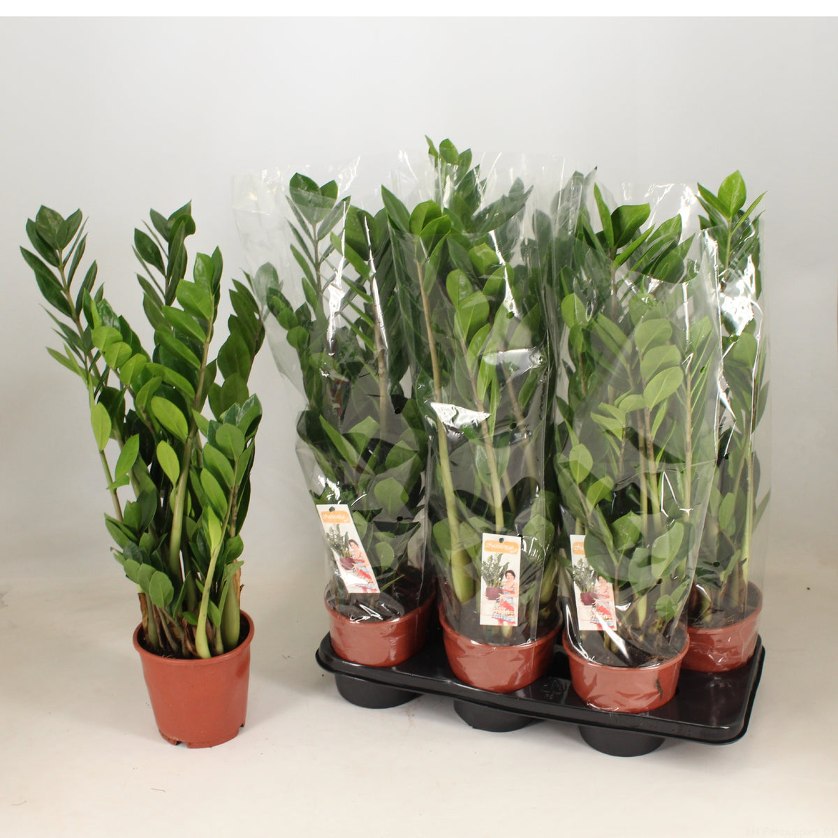 Zamioculcas 100cm 37cm Pot
